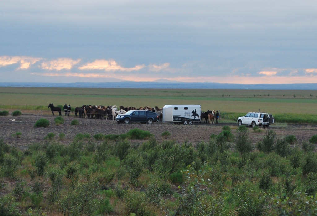 Horses 20100719