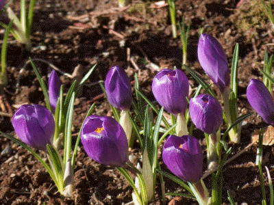 Krokus